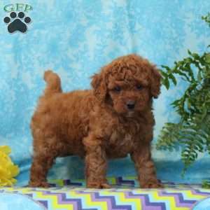 Teddy, Cavapoo Puppy